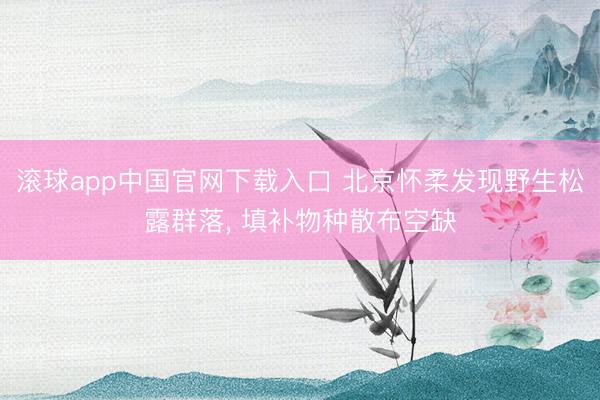 滚球app中国官网下载入口 北京怀柔发现野生松露群落， 填补物种散布空缺